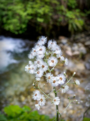 Close-up of white flowers growing in mountain forest