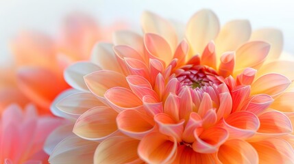 radiant dahlia flowers in various shades of pink, yellow, and orange bloom in the sunlight