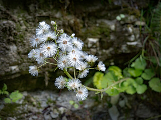 Close-up of white flowers growing in mountain forest