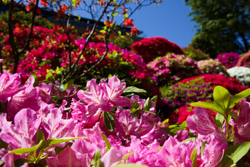 ツツジまつり