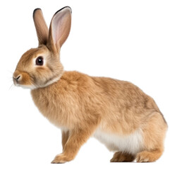 Fototapeta premium PNG Mammal animal rodent pet.