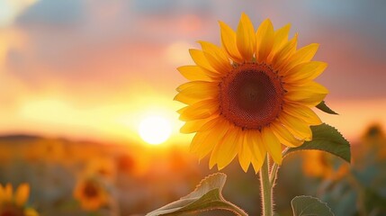 sunflower with sunset background, featuring a vibrant yellow sunflower and a lush green leaf