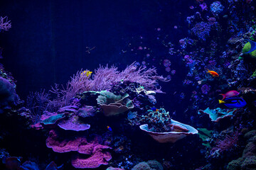 Reef tank with coral and colorful fishes