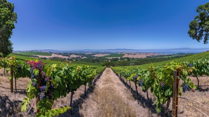 vineyard with clusters of ripe grapes, under a clear blue sky