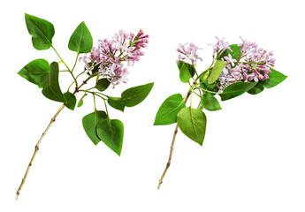 Set of lilac twigs with flowers and leaves isolated on white or transparent background