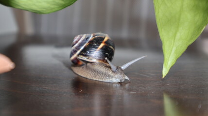 Cornu aspersum - snail with shell on the table and green leaf