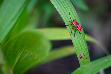 small red bug cotton stainer on the green leaf breed eat and climb on the tree are enemy of plant