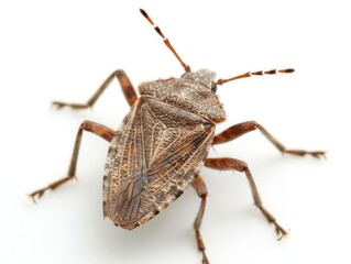 bug insect on white background
