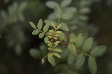 Obraz premium Wild green