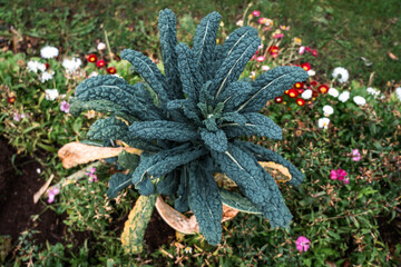Black cabbage plant. Acephala, variety of Brassica oleracea. Tasty edible garden plant.