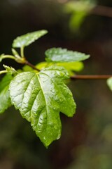 flowers and leaves in the morning rain