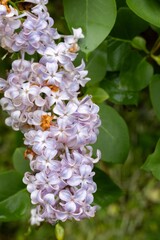 flowers and leaves in the morning rain