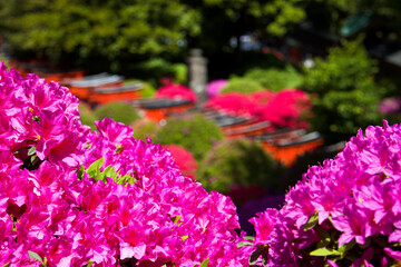 ツツジまつり