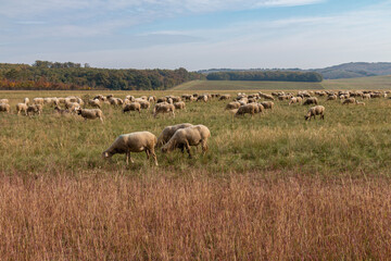 Flock of sheep in the pasture.