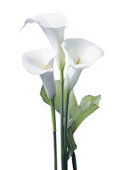PNG Flower petal plant white.