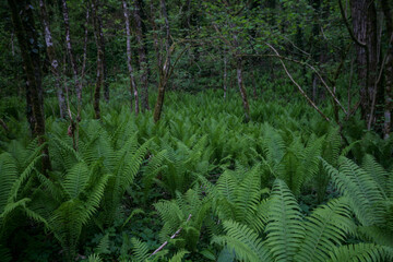 Young fern shoots, Sochi, Russia.