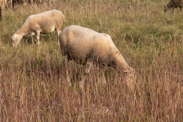 Two sheep grazing.