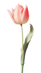PNG Tulip flower plant rose.