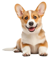 happy Puppy Welsh Corgi 14 Weeks old,