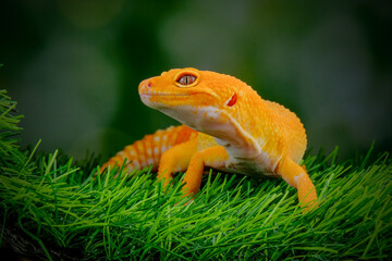 gecko on a green leaf