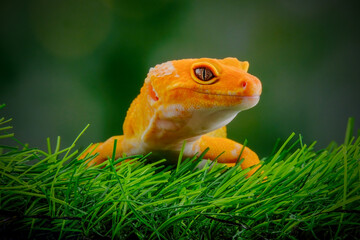 gecko on a green leaf