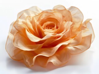 rose flower on a white background