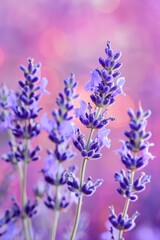 Naklejka premium lavender sprigs flowers