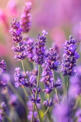 Obraz premium lavender sprigs flowers