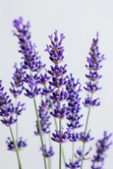 Naklejka premium lavender sprigs flowers