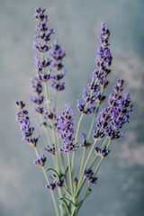 Obraz premium lavender sprigs flowers