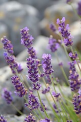 Naklejka premium lavender sprigs flowers