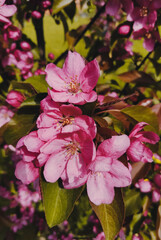 pink flowers