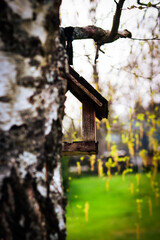birdhouse in the forest