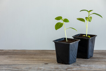 Tomatillo seedlings in plastic seed pots on a wooden table. Ecological home cultivation of  Momordica charantia seedlings in early spring.  Copy space.