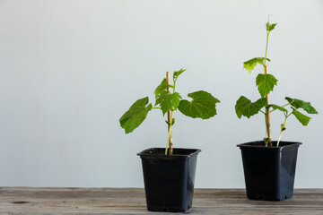 Bitter gourd seedlings in plastic seed pots on a wooden table. Ecological home cultivation of  Momordica charantia seedlings in early spring.  Copy space.