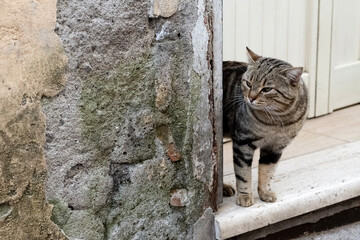 A Felidae, carnivore Cat with whiskers is next to a stone wall in a doorway