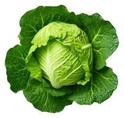 Obraz premium PNG Cabbage vegetable green plant.