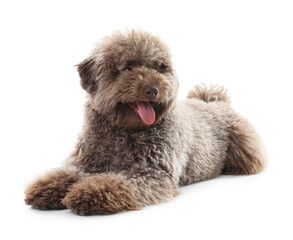Cute Toy Poodle dog on white background