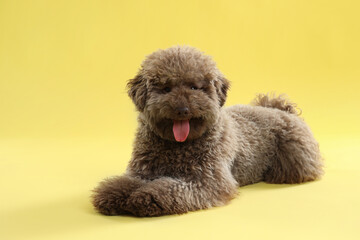 Cute Toy Poodle dog on yellow background