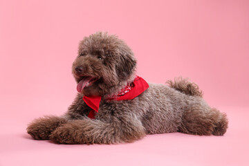 Cute Toy Poodle dog with red bandana on pink background