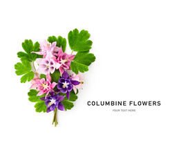 Columbine flowers bouquet isolated on white background.