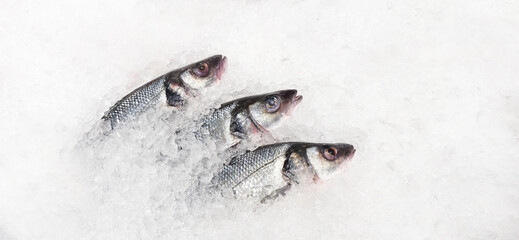 fresh sea bass lies in ice on the counter