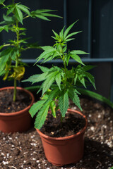 Young hemp plants for outdoor use have recently become legal for cultivation in Germany