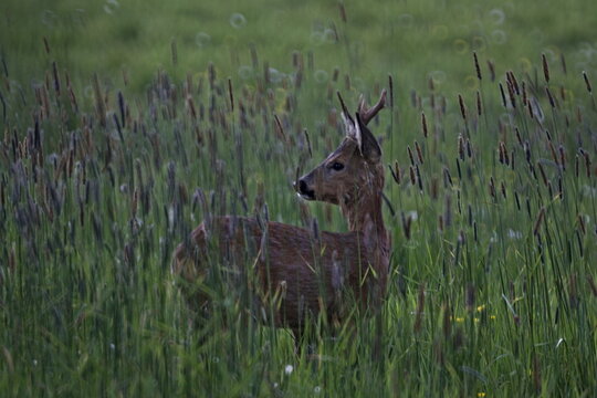 young deer in high grass