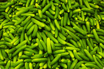 green cucumbers as fresh farm