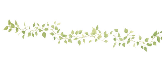 PNG Green vine as line watercolour illustration backgrounds pattern plant.