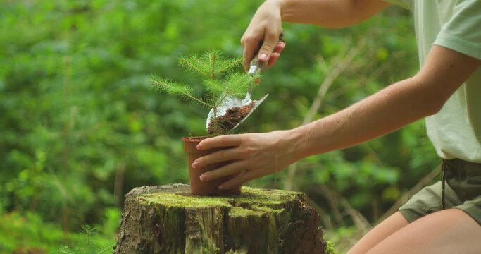Planting Pine Sapling in Earth's Embrace. Woman gently replanting a tree from a pot to the black soil in the forest, symbolizing hope for ecological balance.