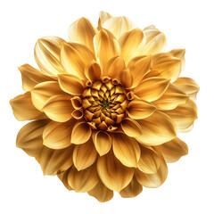 isolated gold colored dahlia flower