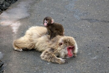 母猿の背中に乗るニホンザルの赤ちゃん