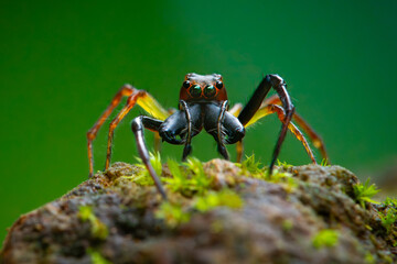 wide-jawed jumping spider from genus parabathippus on mossy rock, natural bokeh background